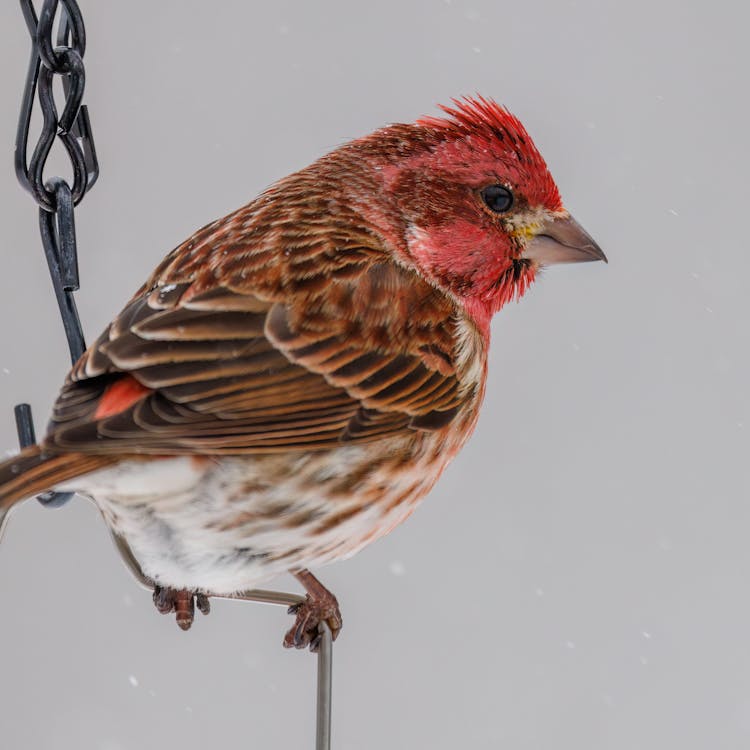 Close-up Of A Purple Finch Sitting On A Metal Chain 