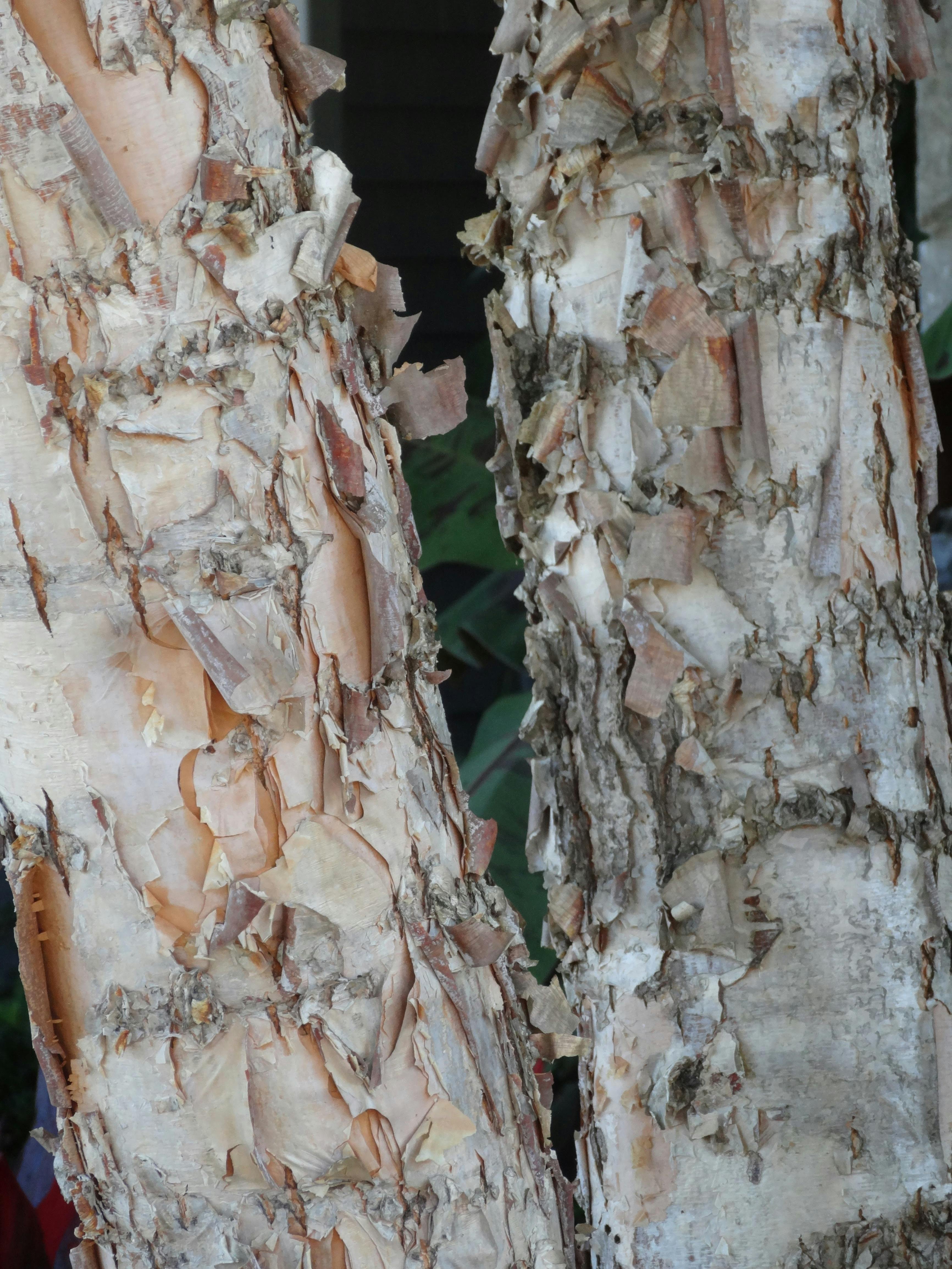 Free stock photo of bark, tree, tree bark