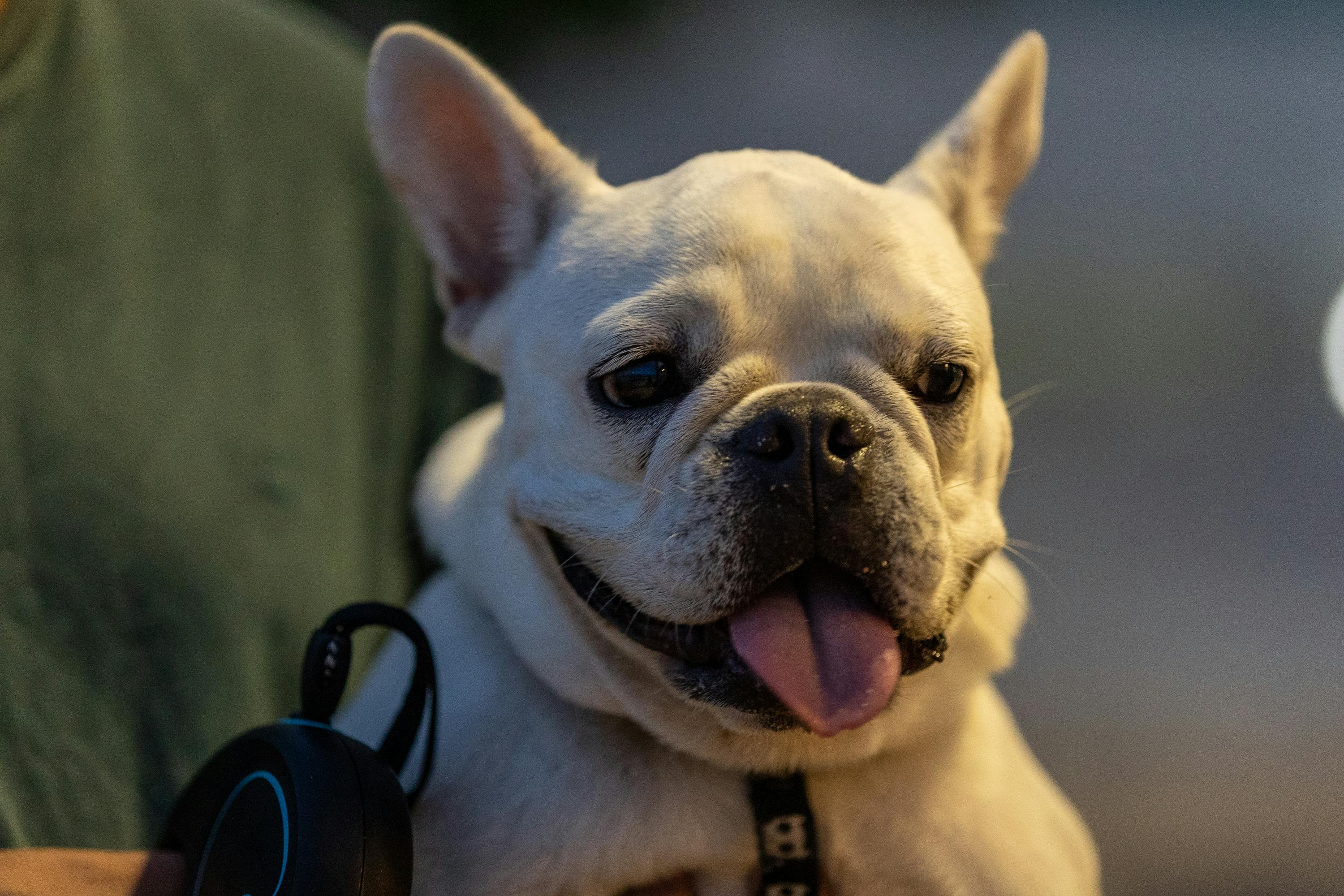 excited french bulldog