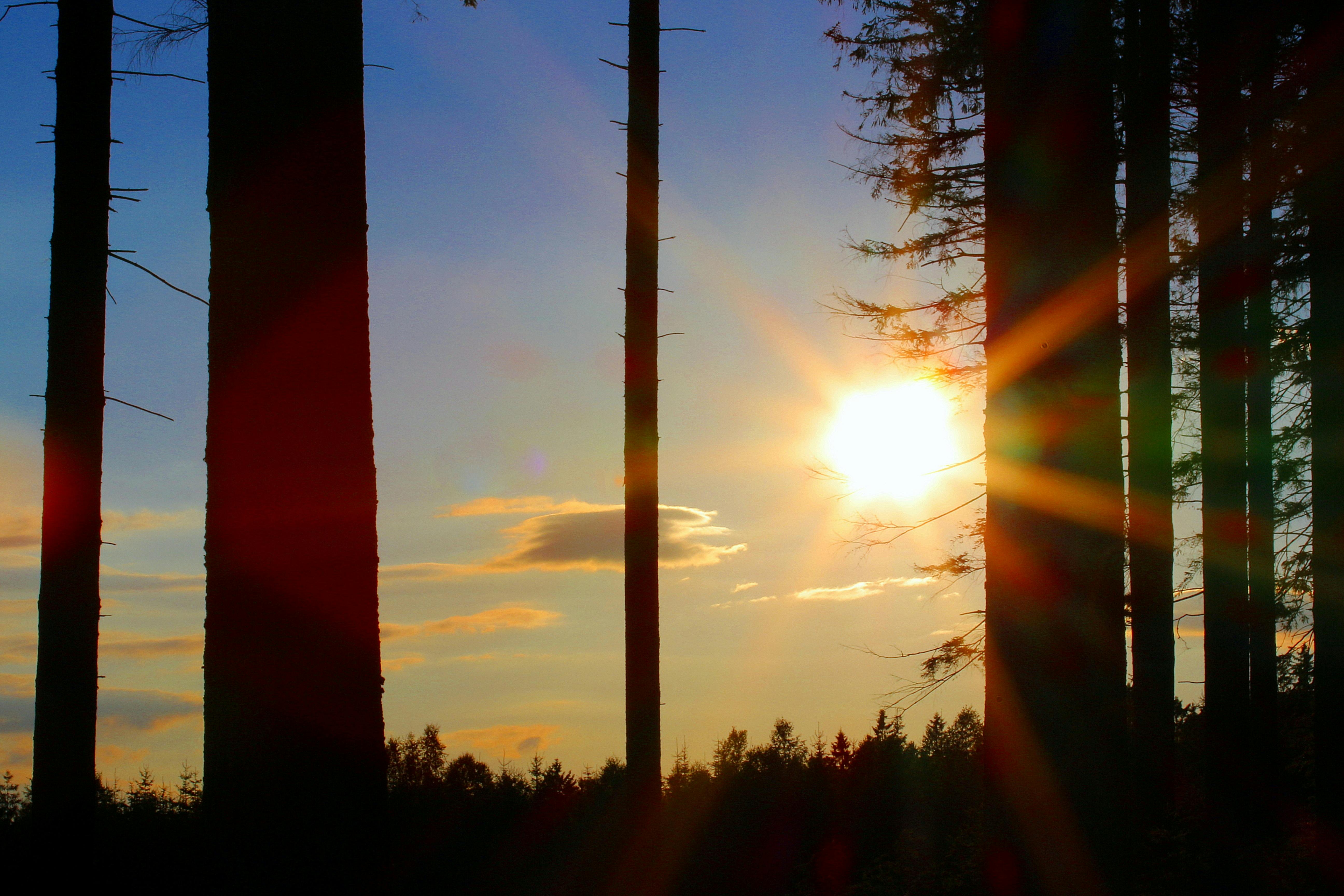 Silhouette of Trees during Golden Hour · Free Stock Photo