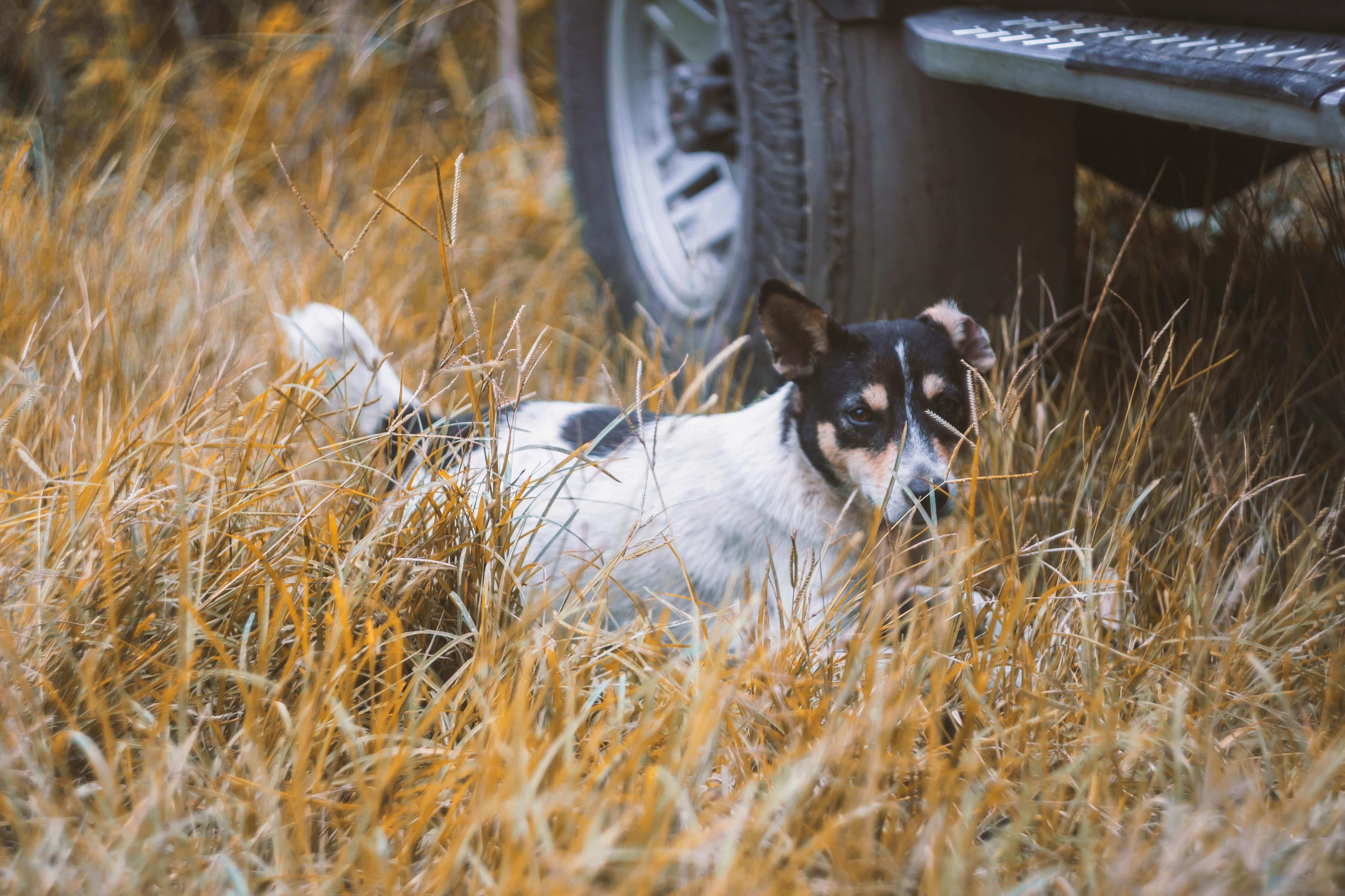 Photo of Rat Terrier on the Grass Beside a Vehicle