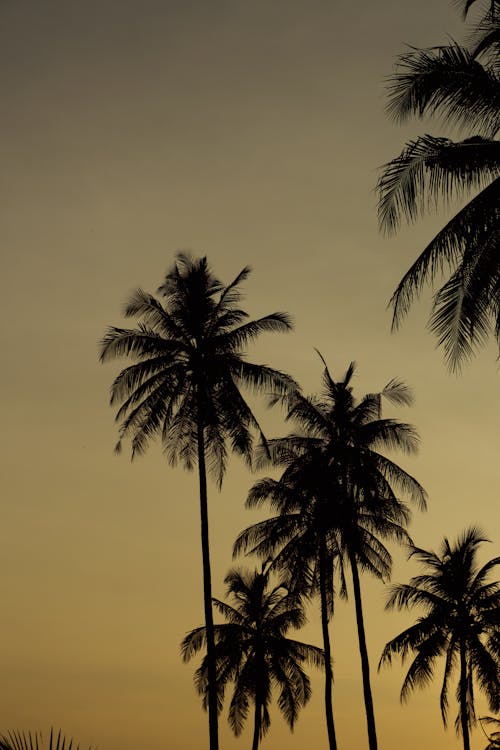 Foto profissional grátis de aceh, bali, céu do sol