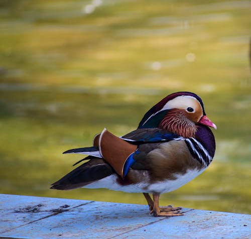 Mandarin Duck in Nature