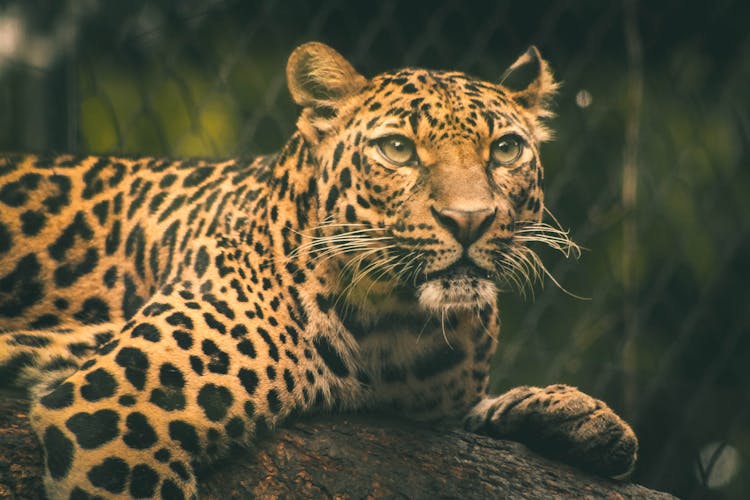 Selective Focus Photography Of Leopard