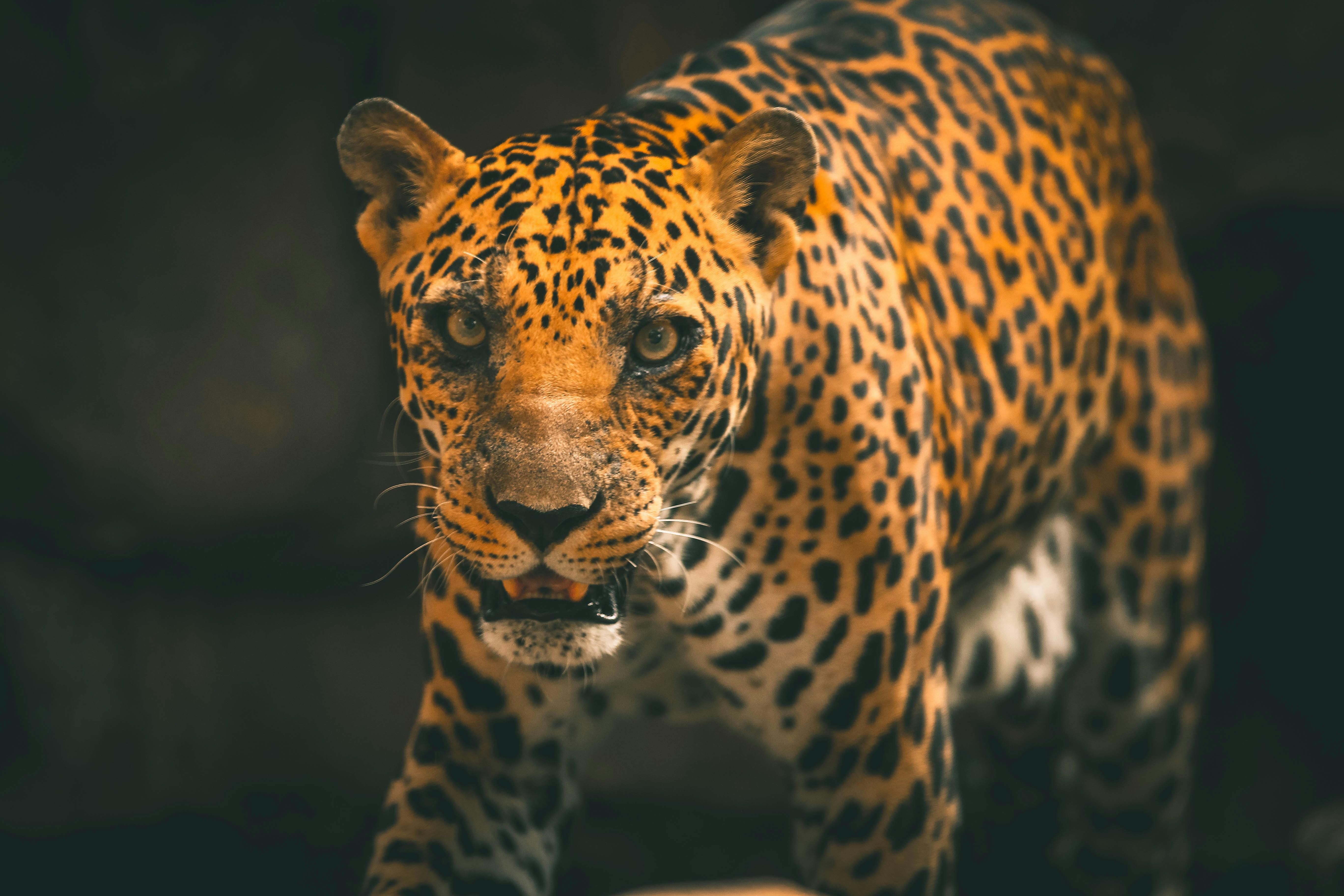 Leopard wallpaper by P3TR1T - Download on ZEDGE™ | 0d97