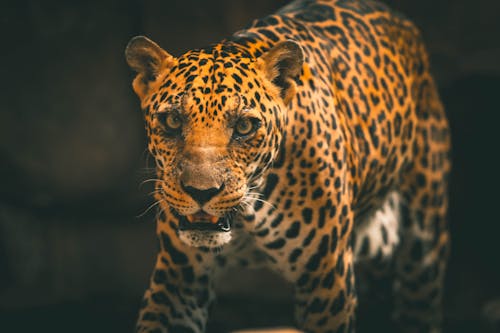 Bezpłatne Zdjęcie Leoparda Zdjęcie z galerii
