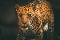 在野生动物栖息地，一只引人注目的豹子优雅地爬行，展现了它的自然美丽和力量