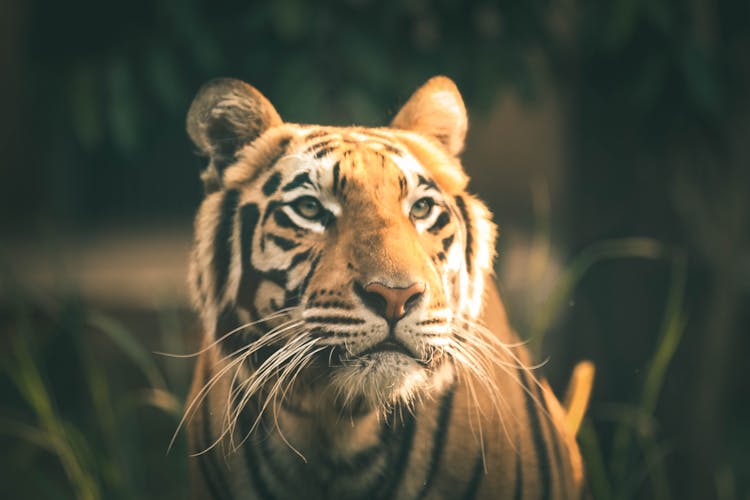 Tiger In Grass Field