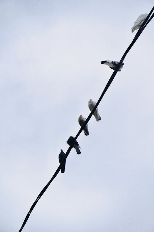 Foto profissional grátis de ave, colônia de pássaros, fotografia de aves