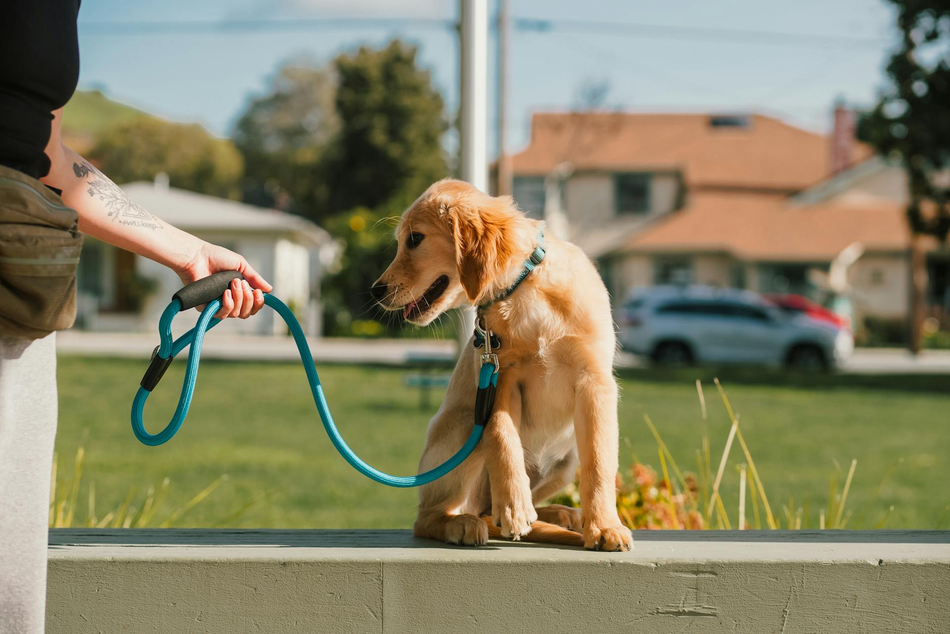 Tenir un chiot à la laisse