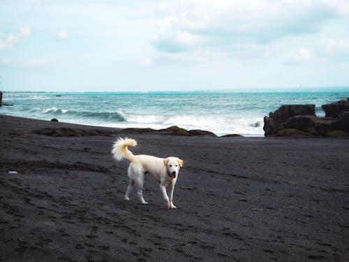 Základová fotografie zdarma na téma bali, bílá, divoký