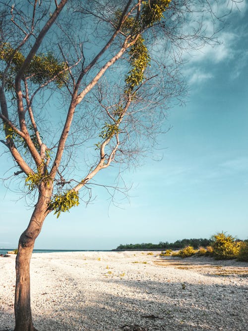 Fotos de stock gratuitas de árbol, arena, azul