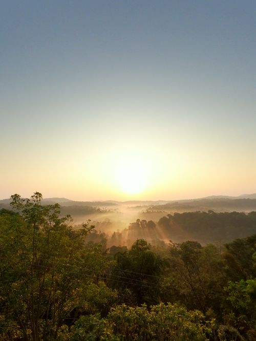 Free Sunrise casting golden light over a mist-covered forest with tree crowns. Stock Photo
