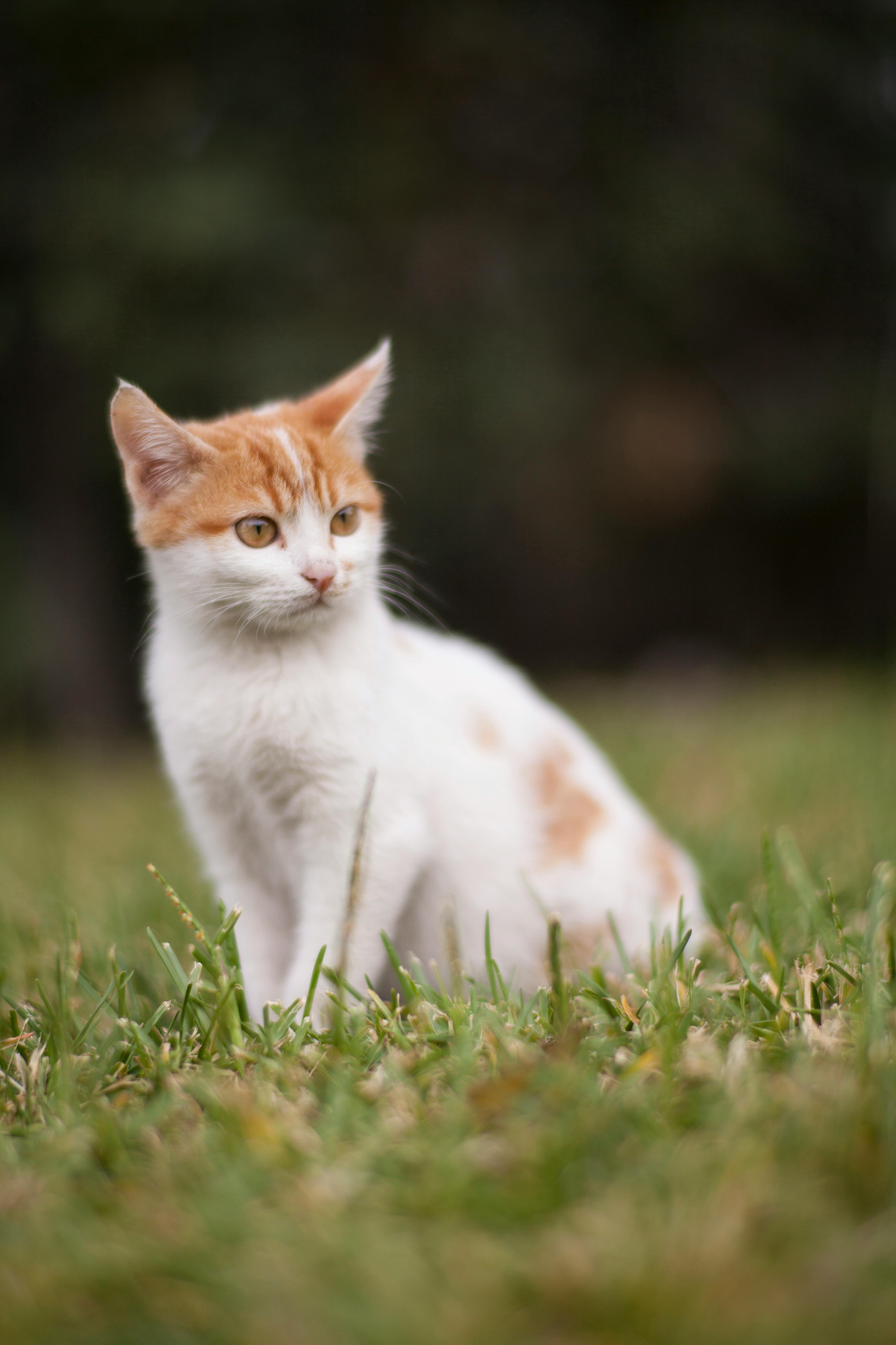 Close-Up Photo of Cat Sitting On Grass · Free Stock Photo