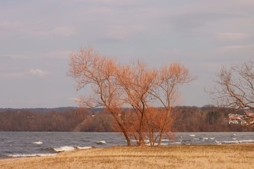 Bare Trees by River