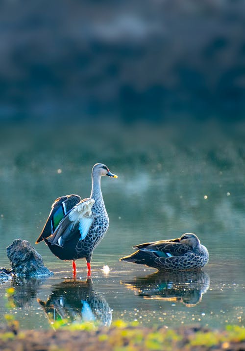 Close-up of Indian Spot-billed Ducks in the Water 