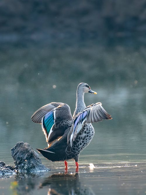 Close-up of an Indian Spot-billed Duck in the Water