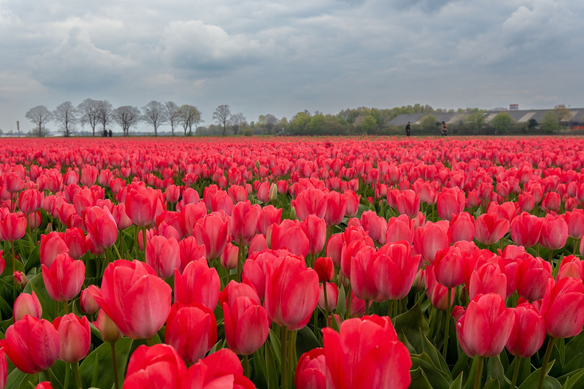 Explore the beauty of a vibrant red tulip field stretching into the horizon, captured under a dramatic overcast sky.