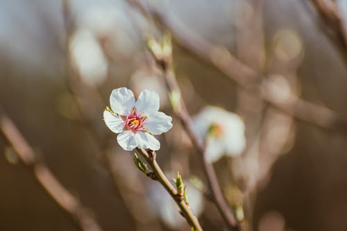 A small white flower on a branch in the sun