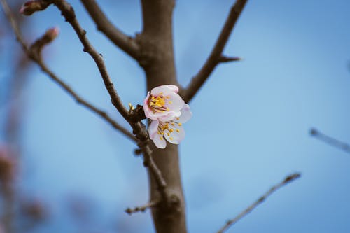 A small flower on a branch with a blue sky in the background