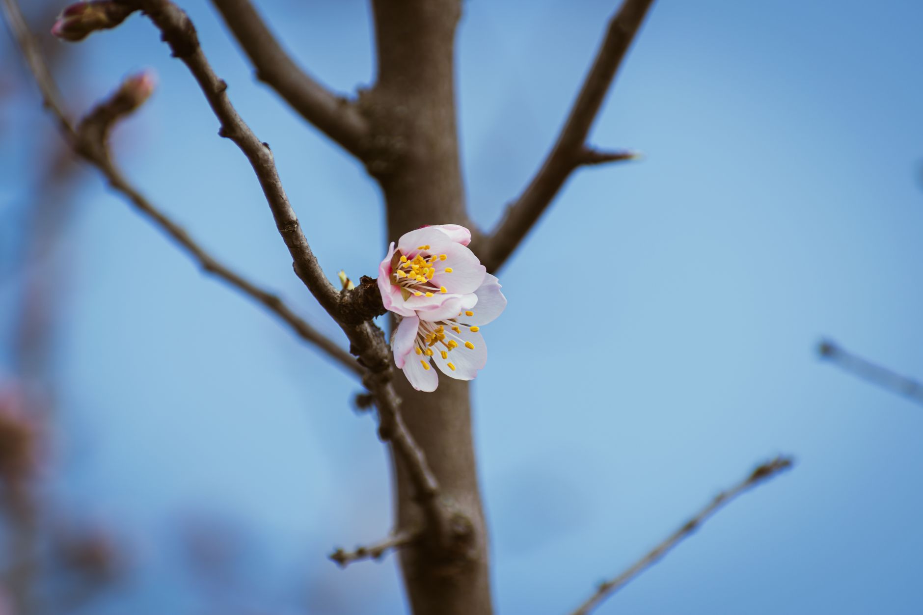 Colorful wildflowers blooming across Greek countryside in March