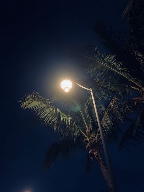 Free A streetlight casts a glow on palm trees, creating a tropical night scene. Stock Photo