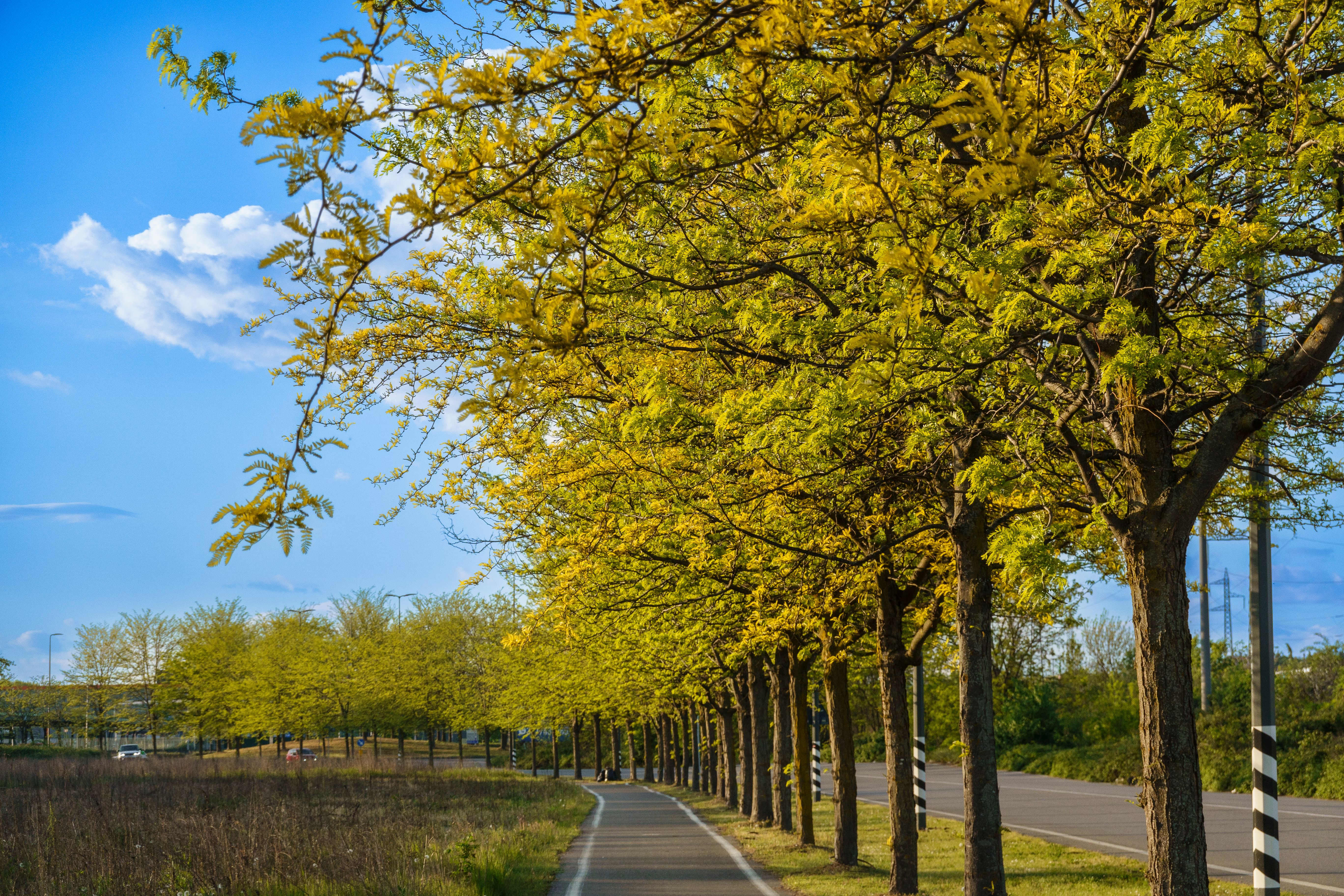 Lewiston Levee Parkway