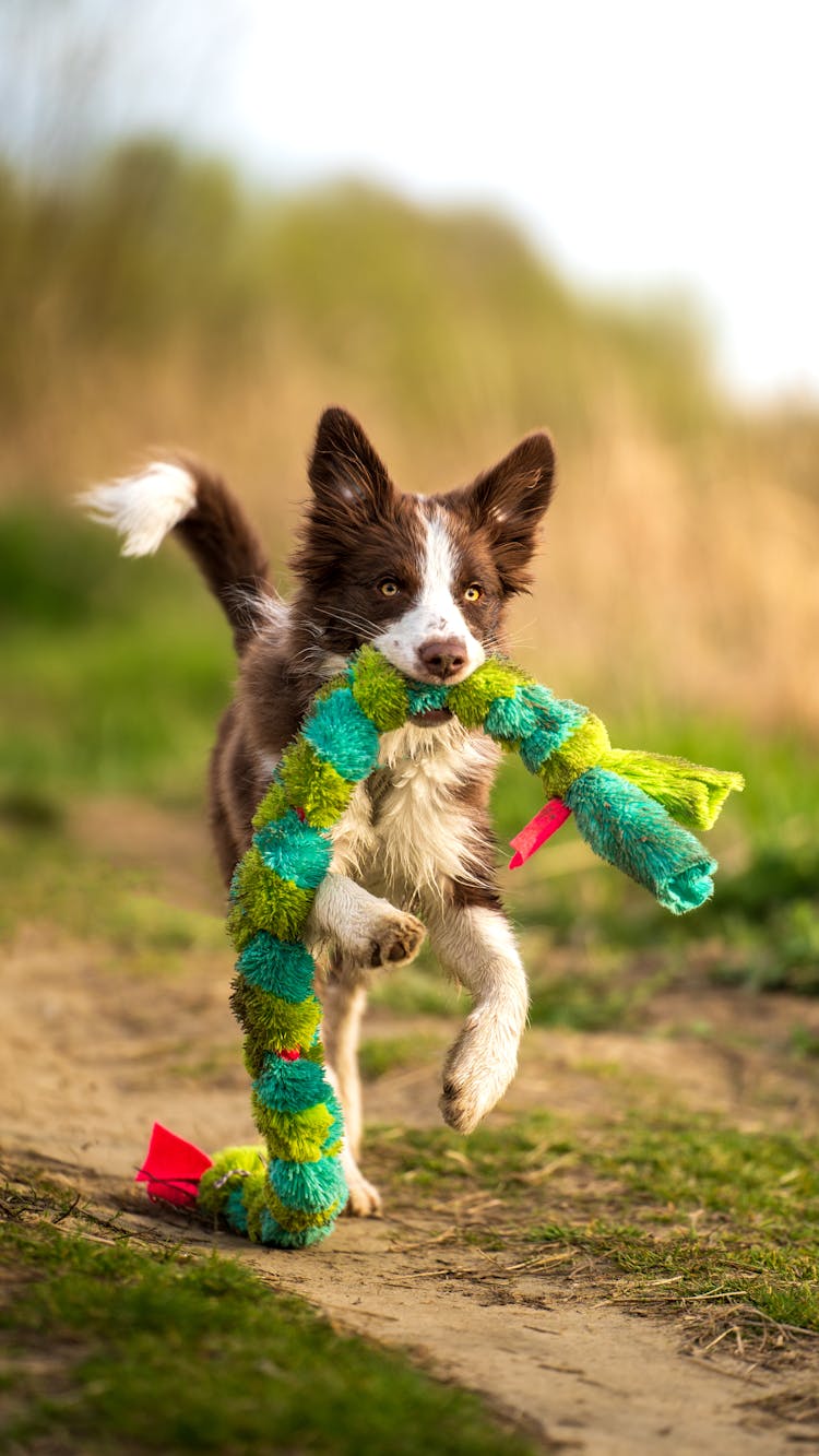 Dog Running With Toy String