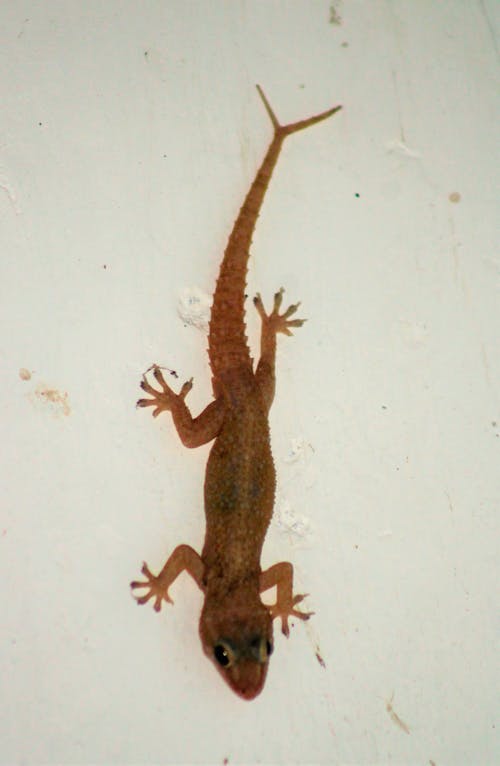 Double tail common gecko