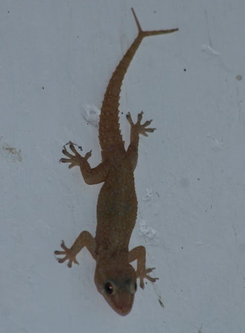 Double tail common gecko