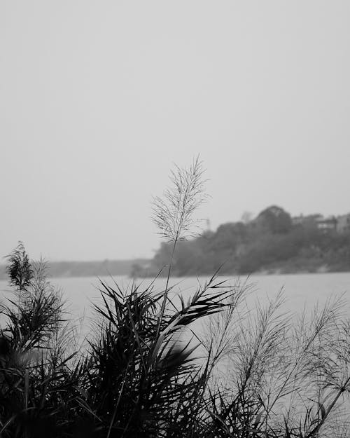 Close up of Plants in Snow in Black and White