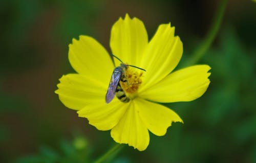 fly on eight petal flower