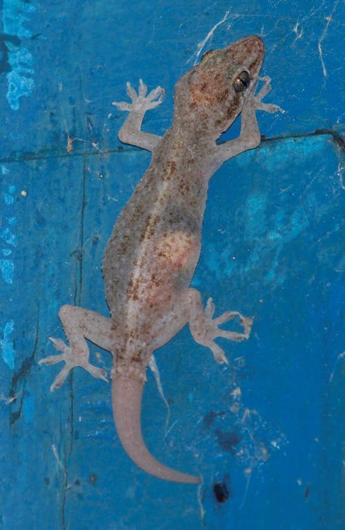 pregnant gecko
