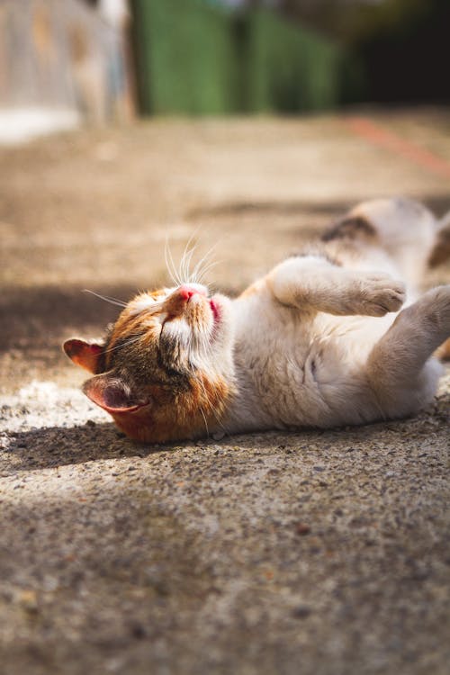 Close-up of a Cat Lying on the Pavement in Sunlight 