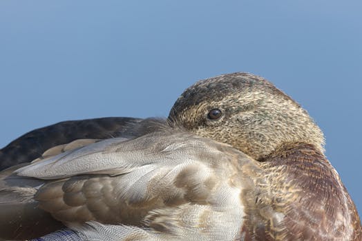 Detailed close-up image of a resting duck with feathers against a serene blue backdrop.