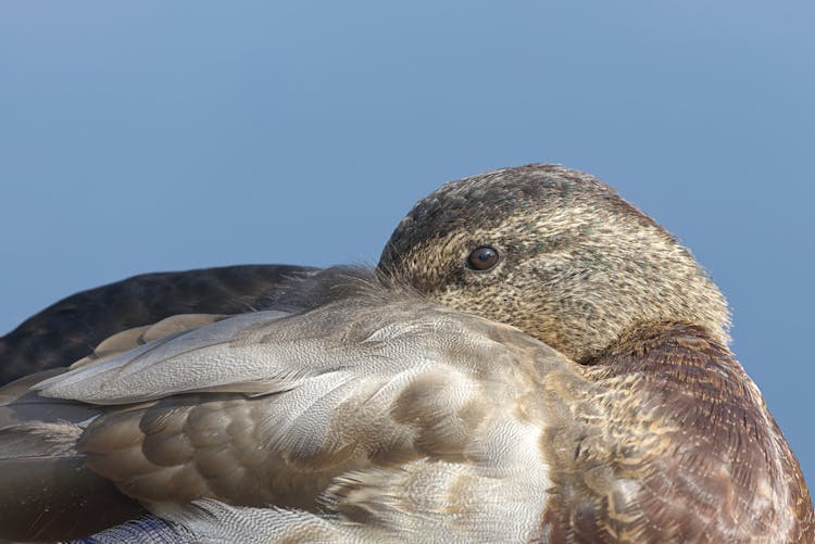 Close Up Of Duck