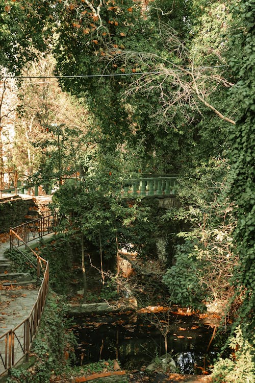 Dense Vegetation and a River in a Park 