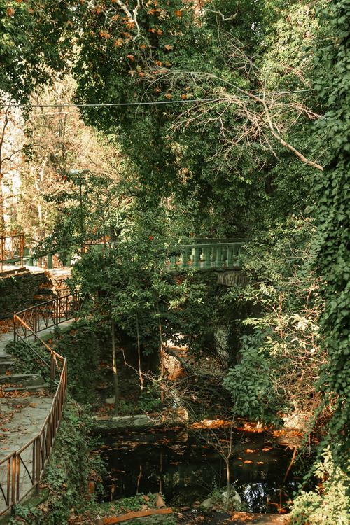 Free Dense forest with a bridge in Türkiye, showcasing lush vegetation and serene beauty. Stock Photo