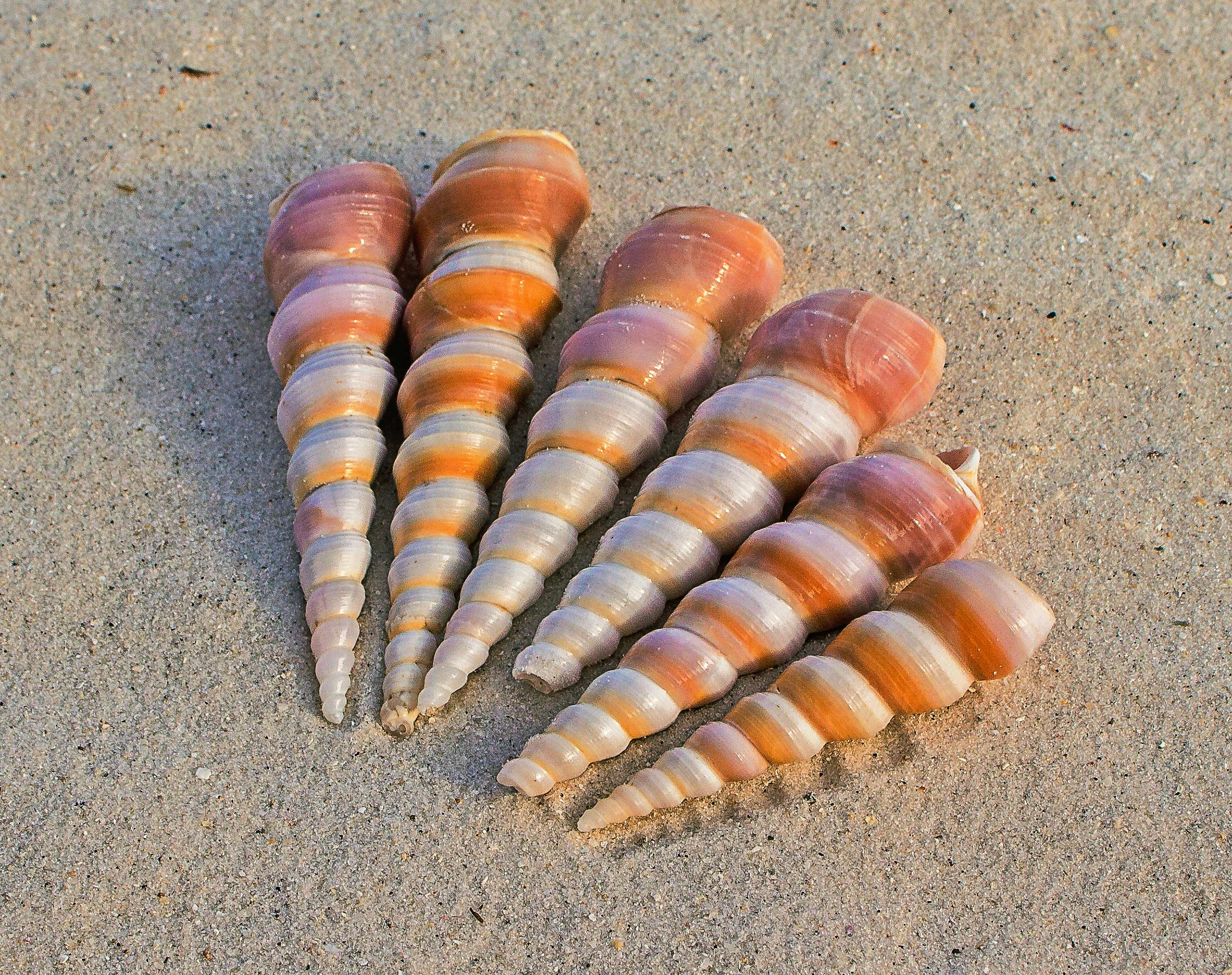 Pile of Beige Seashells Near Seashore · Free Stock Photo