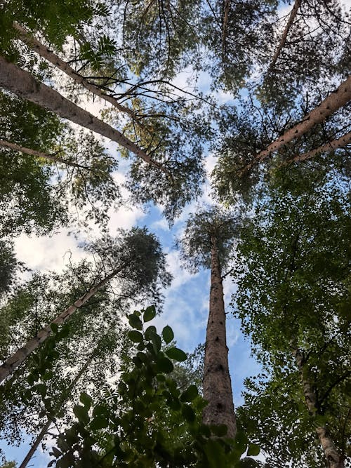 Foto profissional grátis de árvores, céu azul, diretamente abaixo
