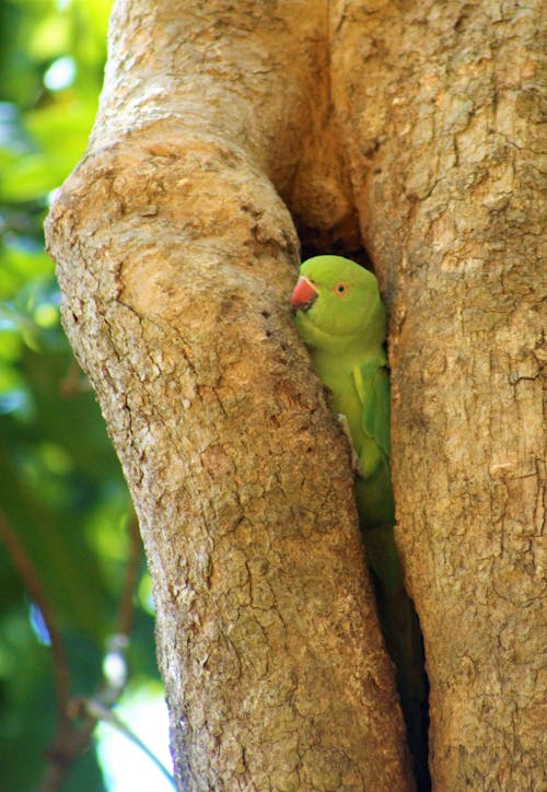 baby parrot 
