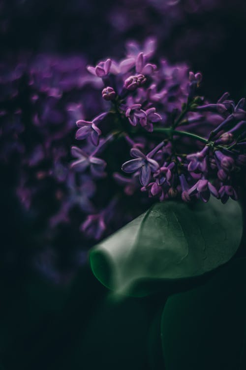 Close-up of Dark Purple Lilac