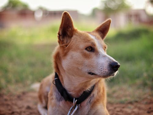 Kostnadsfri bild av djur, hund, husdjur