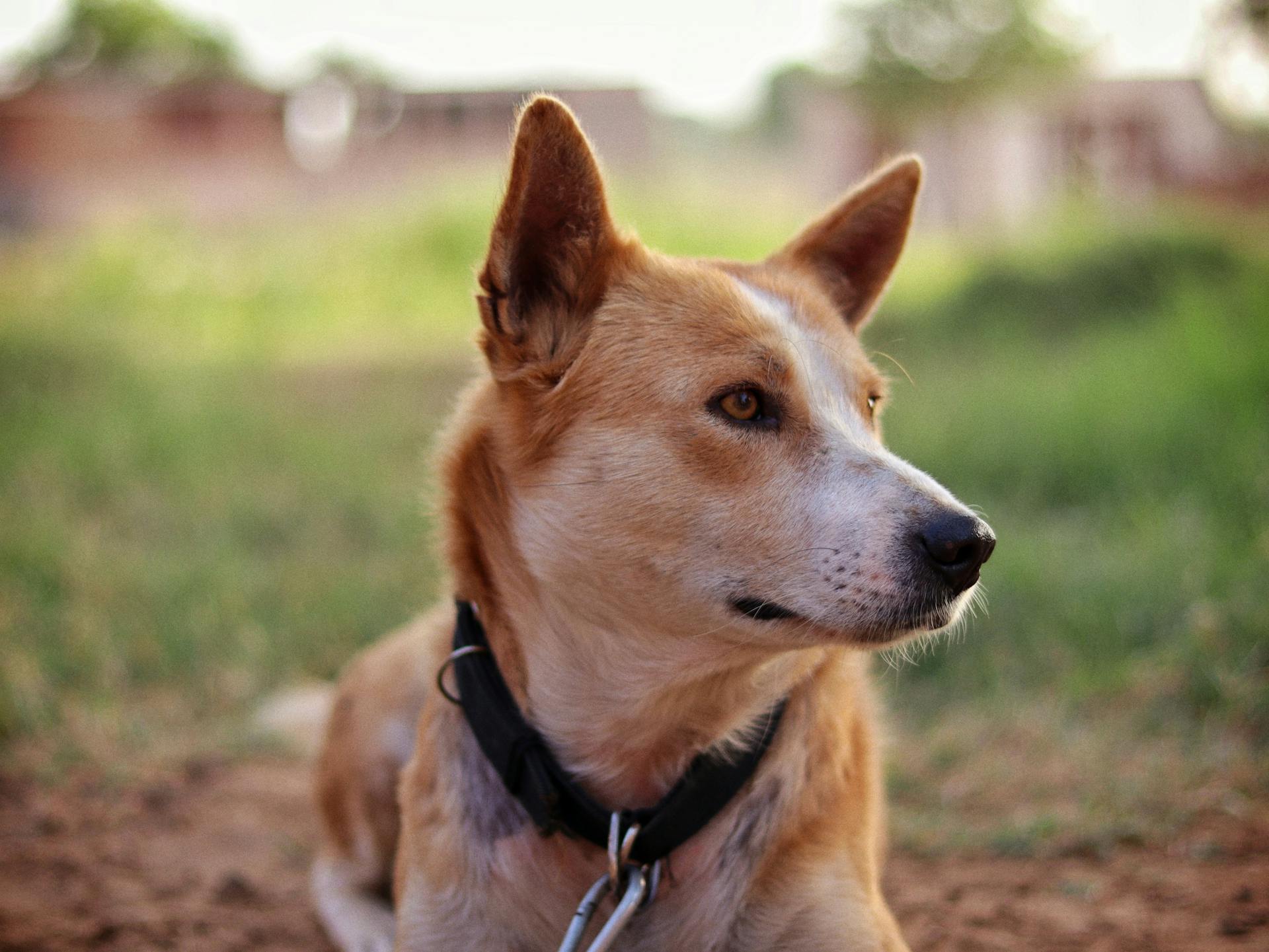 Close-up of a Dog Wearing a Collar