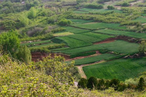 Free field Stock Photo