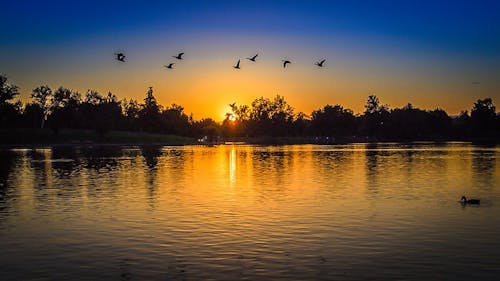 Silhouette of Forest With Birds Flying Above Body of Water during Sunset