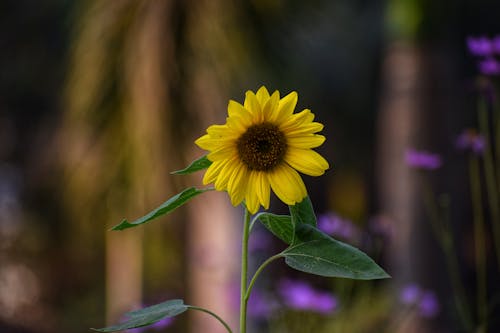 Sunflower in Nature
