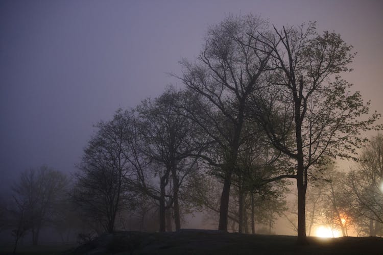 Light Behind Bare Trees In Park At Night