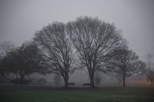 Free Serene foggy park landscape with leafless trees and benches in autumn. Stock Photo