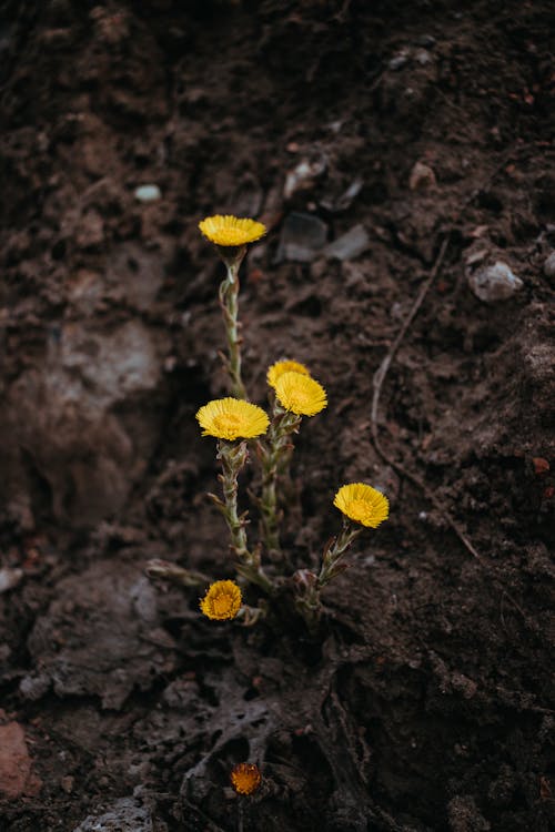 bitkiler, çekilmiş, Çiçekler içeren Ücretsiz stok fotoğraf